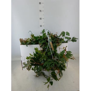 Cissus rhombifolia 'Ellen Danica'