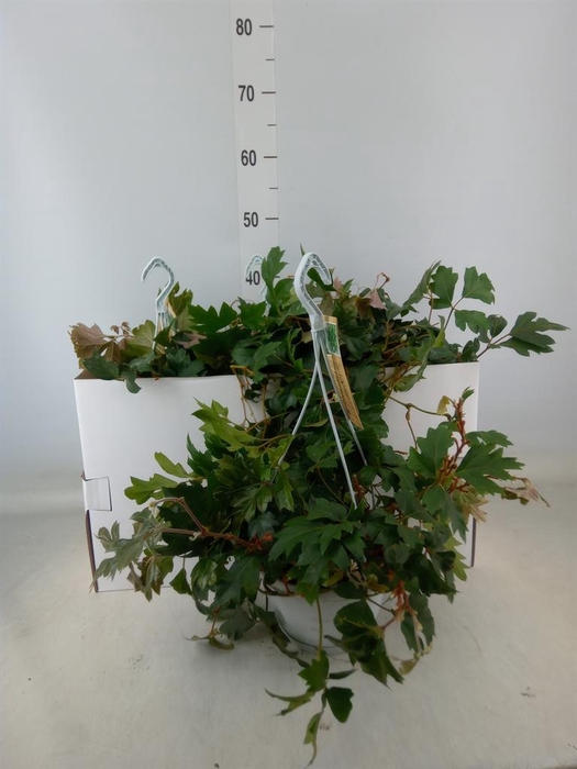 <h4>Cissus rhombifolia 'Ellen Danica'</h4>