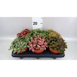 Fittonia   ...mix
