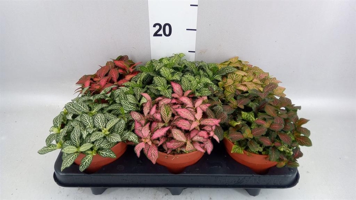 <h4>Fittonia   ...mix</h4>