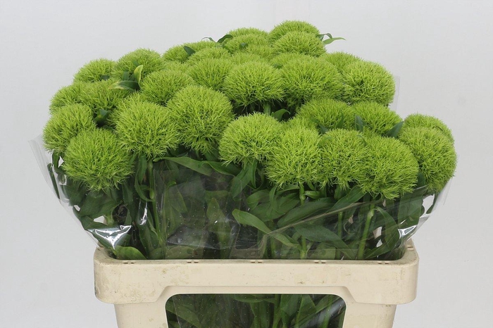 <h4>Dianthus Br Kiwi Mellow</h4>