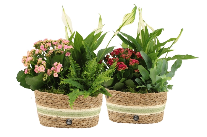 <h4>22018: Contradiction arrangement</h4>