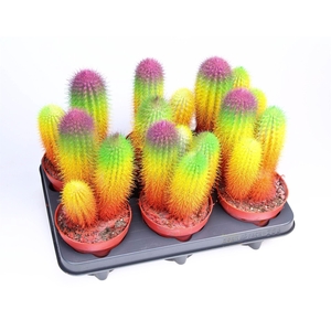 Cactus ...