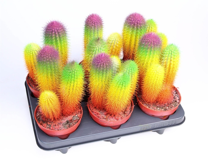 <h4>Cactus ...</h4>