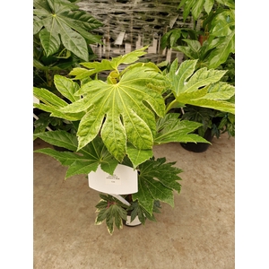 FATSIA OV