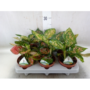 Aglaonema   ...