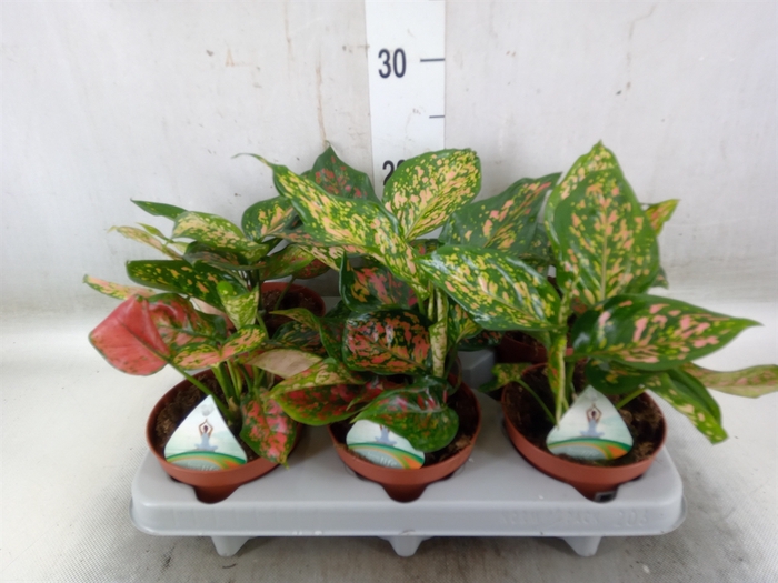 <h4>Aglaonema   ...</h4>