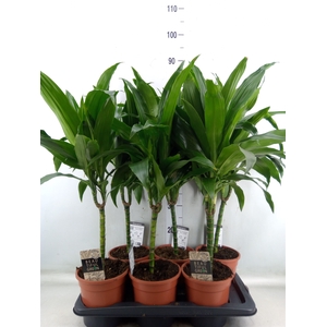 Dracaena frag. 'Janet Craig'