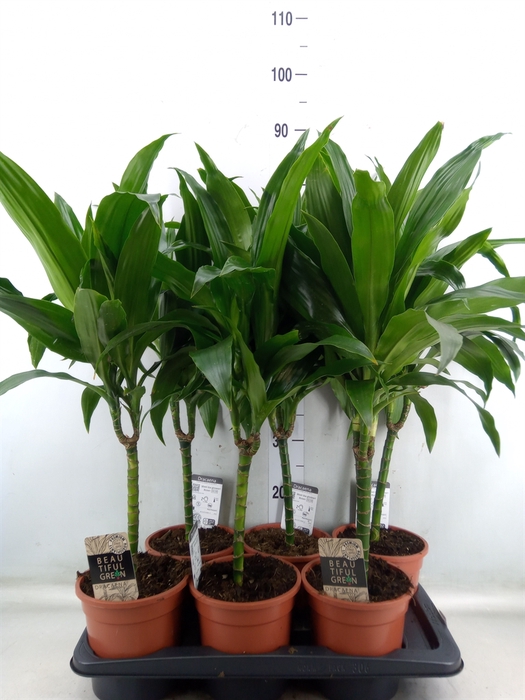 <h4>Dracaena frag. 'Janet Craig'</h4>