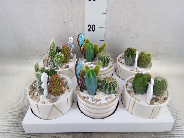 <h4>Cactus   ...</h4>