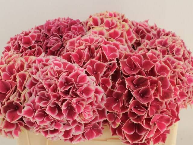 <h4>HYDR M MAG RUBY GLOW</h4>