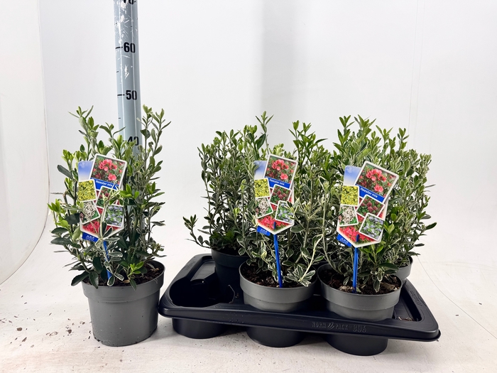 <h4>EUONYMUS JA SUSAN</h4>
