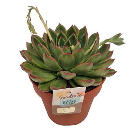 <h4>Echeveria Skater</h4>