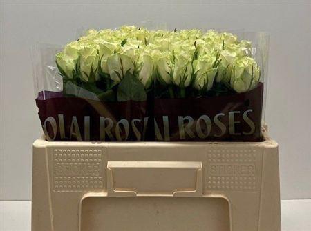 <h4>R Gr Athena</h4>