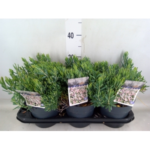 Andromeda polifolia 'Blue Ice'