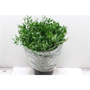 Ruscus Kort Ex
