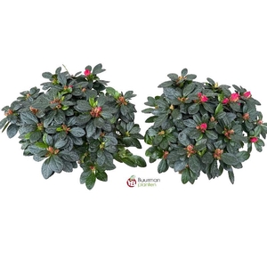 Rhododendron Simsii rood Azalea