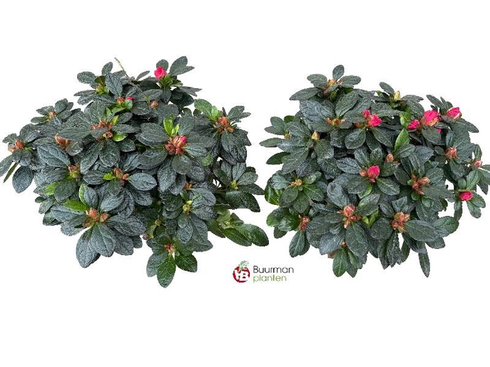 <h4>Rhododendron Simsii rood Azalea</h4>