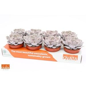 arr8 Echev Li Silve Pearl