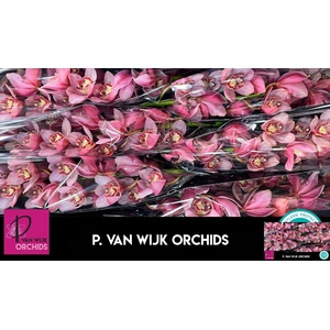 CYMB T MYS PINK BLOS