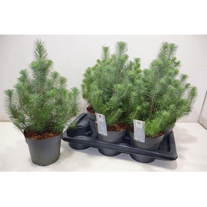 Pinus Silver Crest