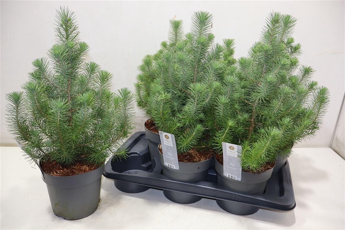 <h4>Pinus Silver Crest</h4>