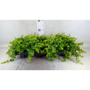 Peperomia rotundifolia