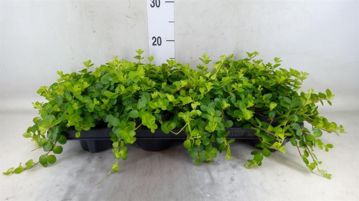 <h4>Peperomia rotundifolia</h4>