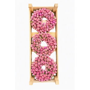 Wr Dried Gomphrena Light Pink 20cm