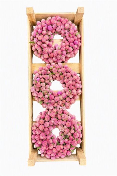 <h4>Wr Dried Gomphrena Light Pink 20cm</h4>