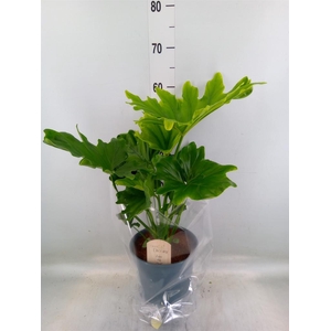 Philodendron bipinn. 'Little Hope'