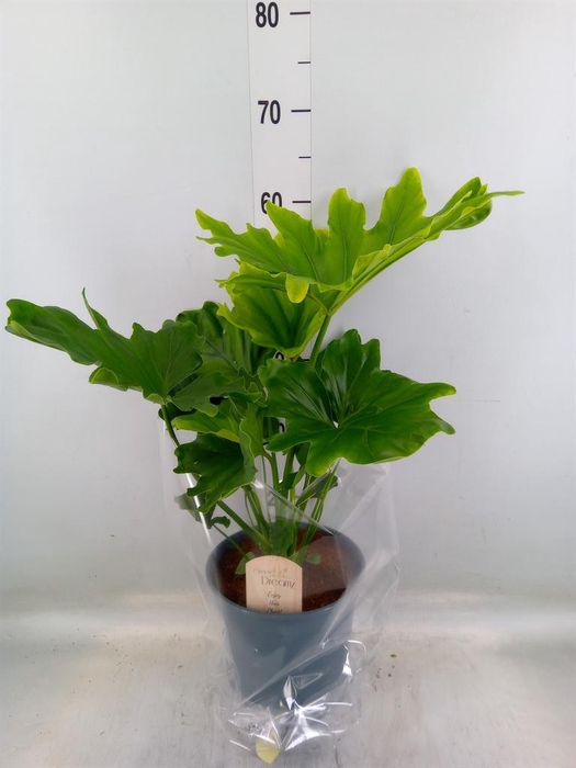 <h4>Philodendron bipinn. 'Little Hope'</h4>