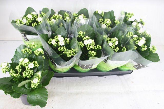 <h4>KALAN CALAN WHITE P12</h4>