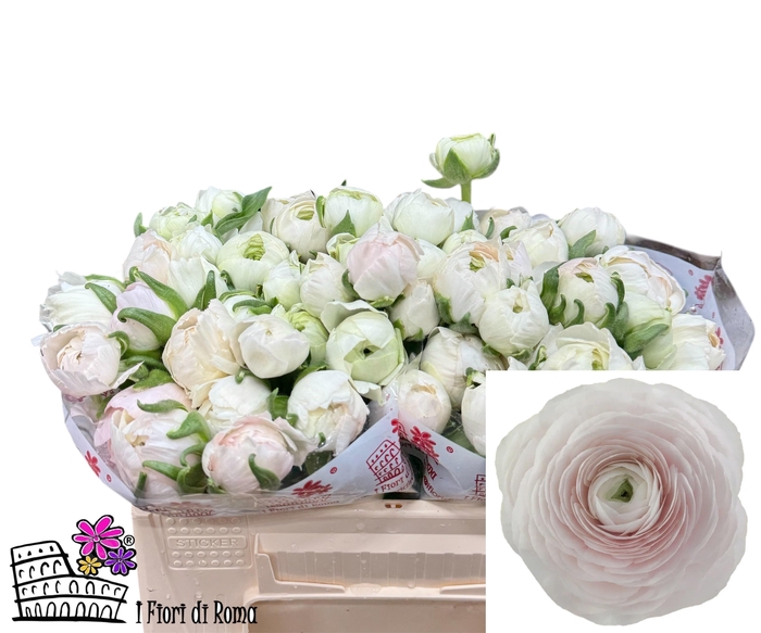 <h4>RAN SU HANOI</h4>