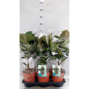 Ficus elastica 'Cloe'