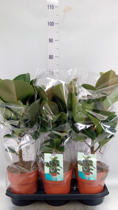 <h4>Ficus elastica 'Cloe'</h4>