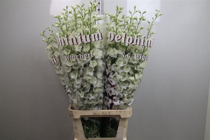 <h4>Delph Du Dewi Siberia</h4>