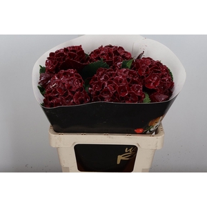 Hydr Wx Bordeaux
