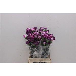 Di St Rainbow Mix Purple