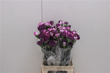 <h4>Di St Rainbow Mix Purple</h4>
