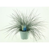Festuca glauca Intense Blue®