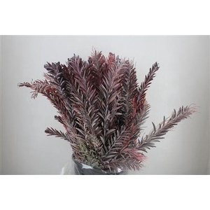 ACACIA BAILEYA BL BS