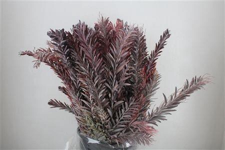 <h4>ACACIA BAILEYA BL BS</h4>