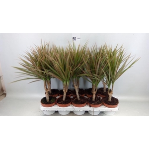 Dracaena marg. 'Bicolor'