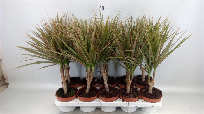<h4>Dracaena marg. 'Bicolor'</h4>