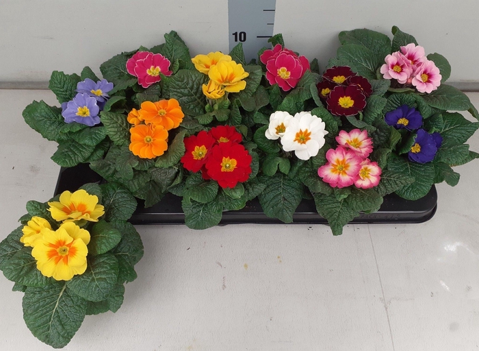 Prim Acaulis Gemengd