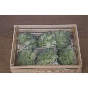 Wax Hydrangea Creme\blauw