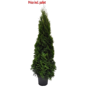 Thuja occ. Smaragd, plantmaat 140-160 cm - Rondgestoken - PALLET