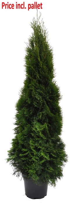 <h4>Thuja occ. Smaragd, plantmaat 140-160 cm - Rondgestoken - PALLET</h4>