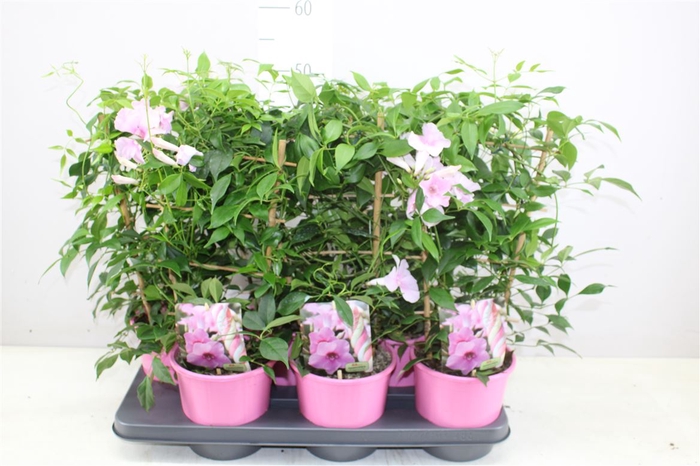 <h4>Pandorea Jasminoides Op Rek</h4>